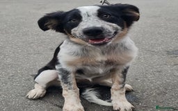 Border Collie dogs for sale: 7 month old border collie girl  - Image 1