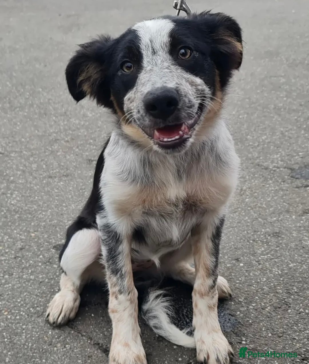 Border Collie dogs for sale: 7 month old border collie girl  - Image 1