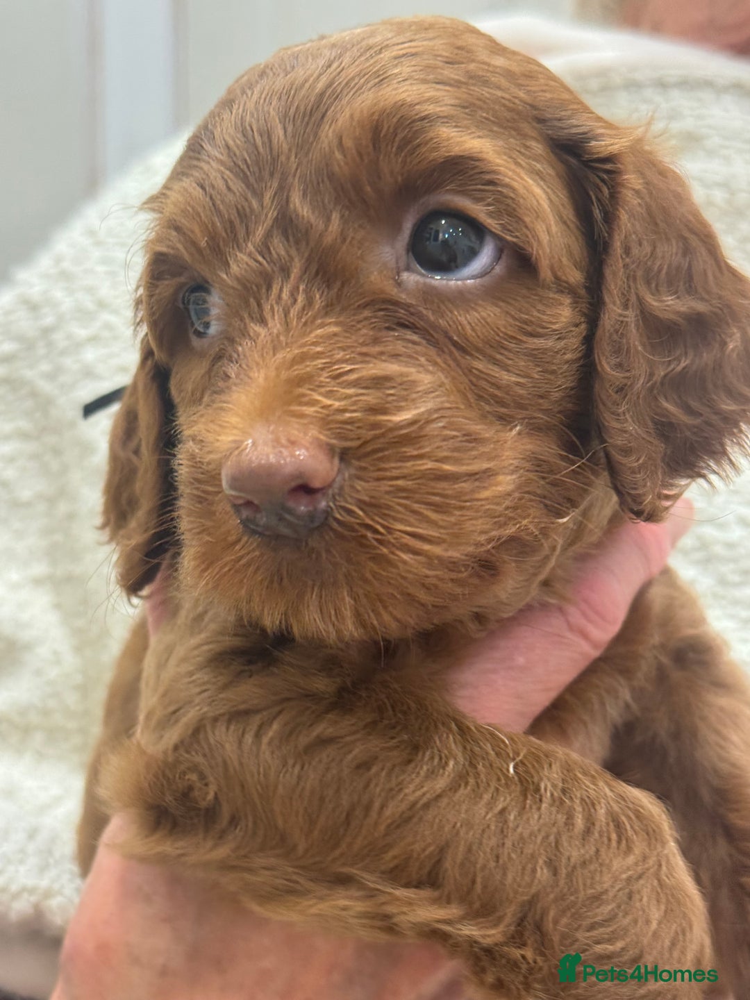 Australian Labradoodle dogs for sale: Australian Labradoodle puppies Multigen  - Image 7