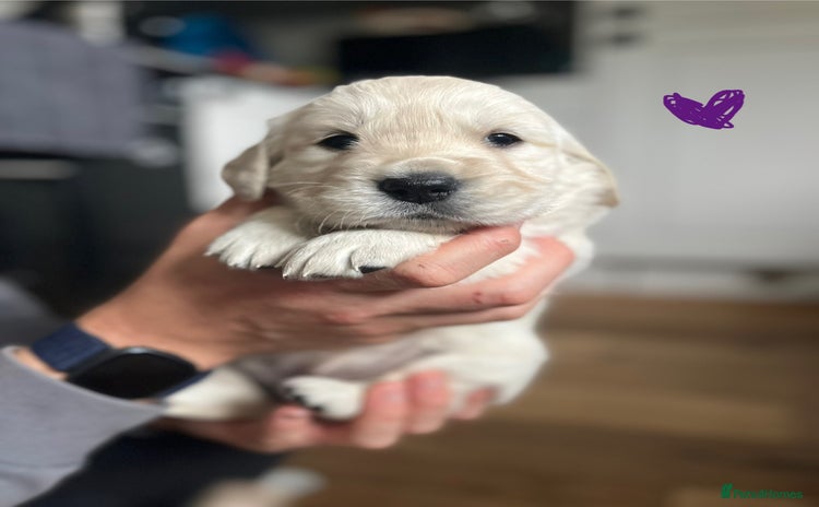 Golden Retriever dogs - Advert 15