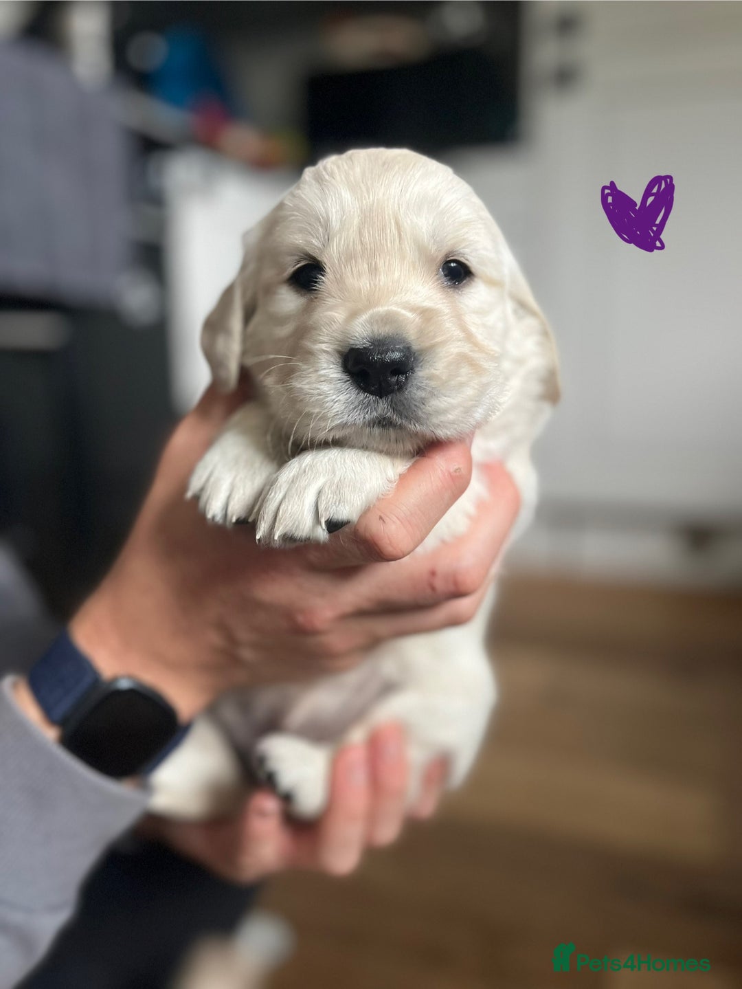 Golden Retriever dogs for sale: 🐾Three stunning golden retriever puppies. 🐾 - Image 1