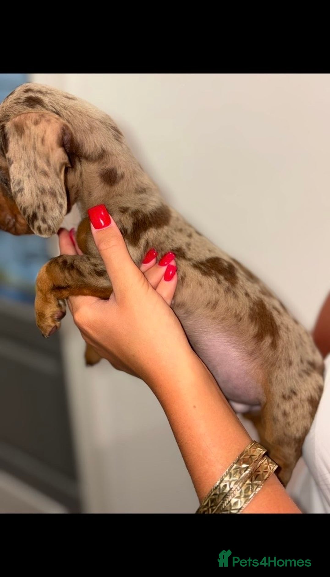 Miniature Dachshund dogs for sale: Mini dachshunds puppy’s  - Image 5