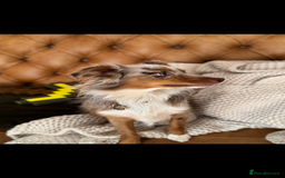 Australian Shepherd dogs for sale: Toy Australian Shepherd Bitch  - Image 4