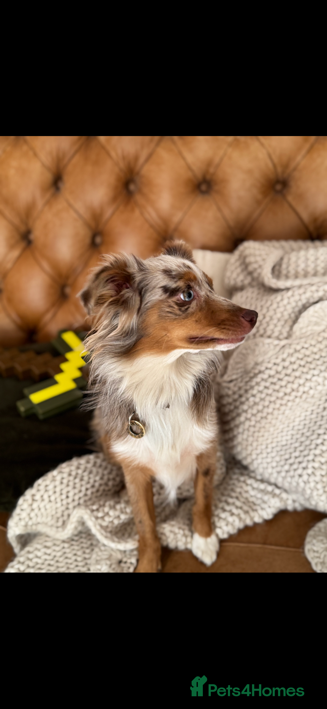 Australian Shepherd dogs for sale: Toy Australian Shepherd Bitch  - Image 4