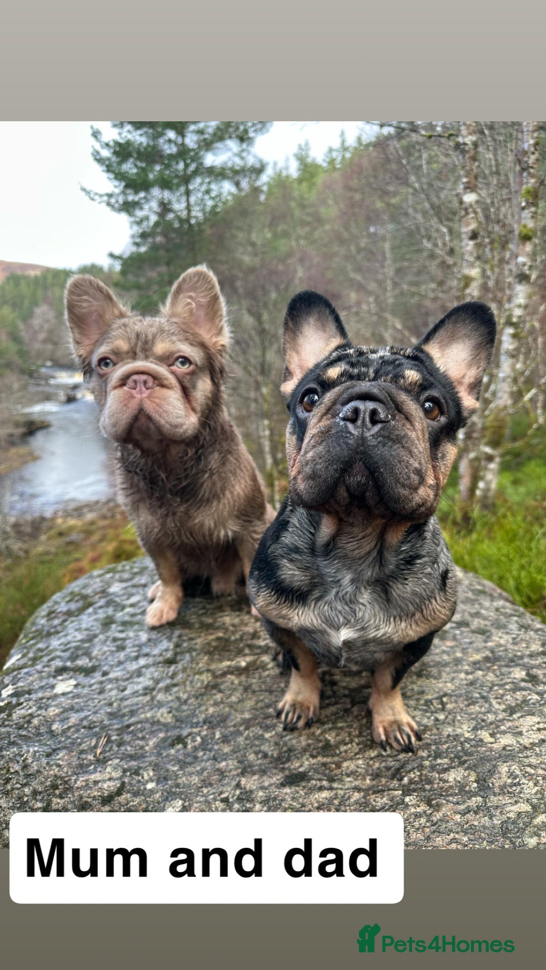 French Bulldog dogs for sale: 2 girls looking for forever home - Image 8