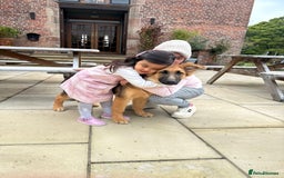 German Shepherd dogs for sale: Beautiful Hermaphrodite German Shepherd Puppy - Image 10