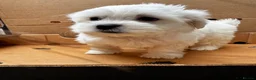Maltese dogs for sale:   Maltese boys  - Advert 10