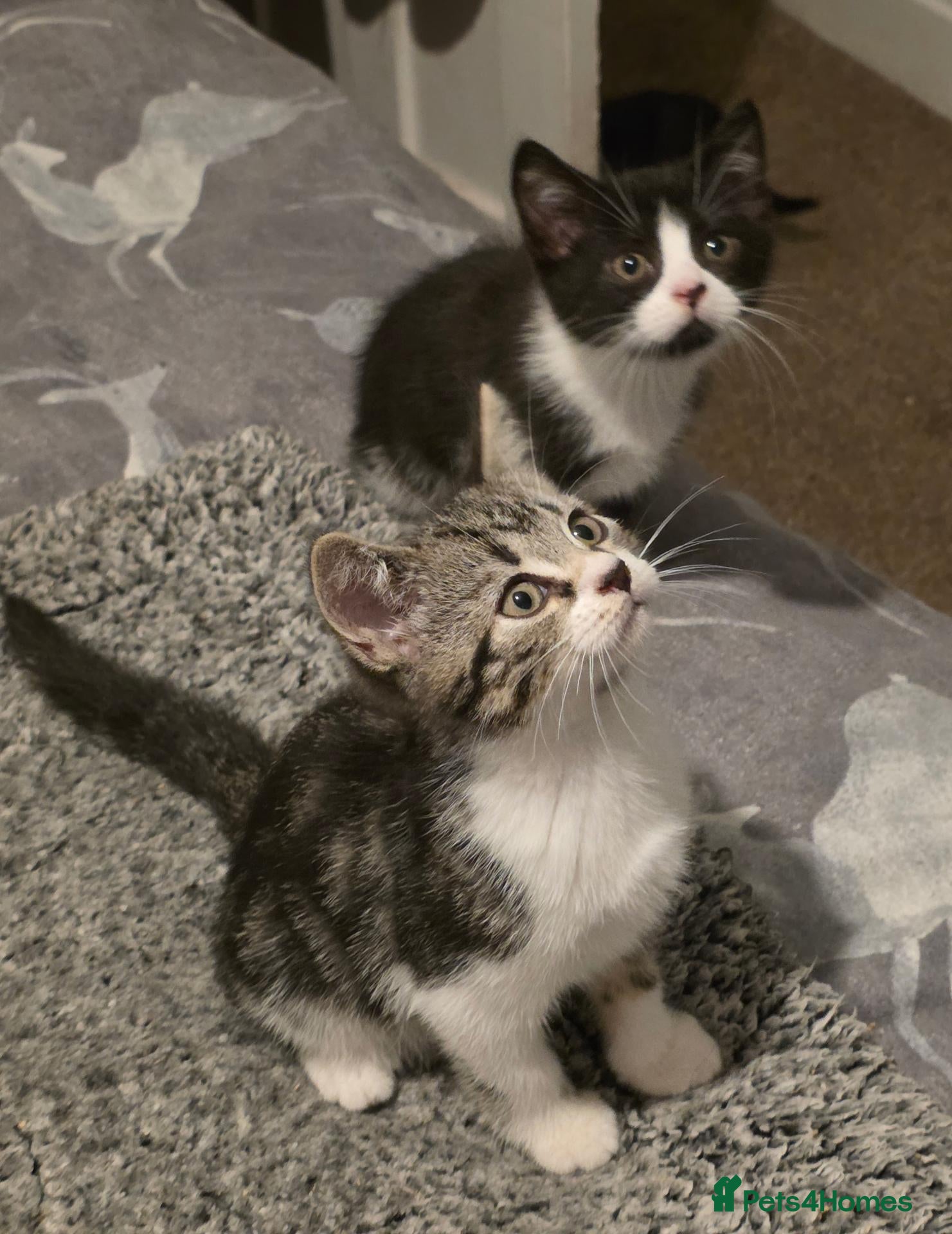 Mixed Breed cats Beautiful Mixed British Shorthair Kittens  🐾 - Advert 1