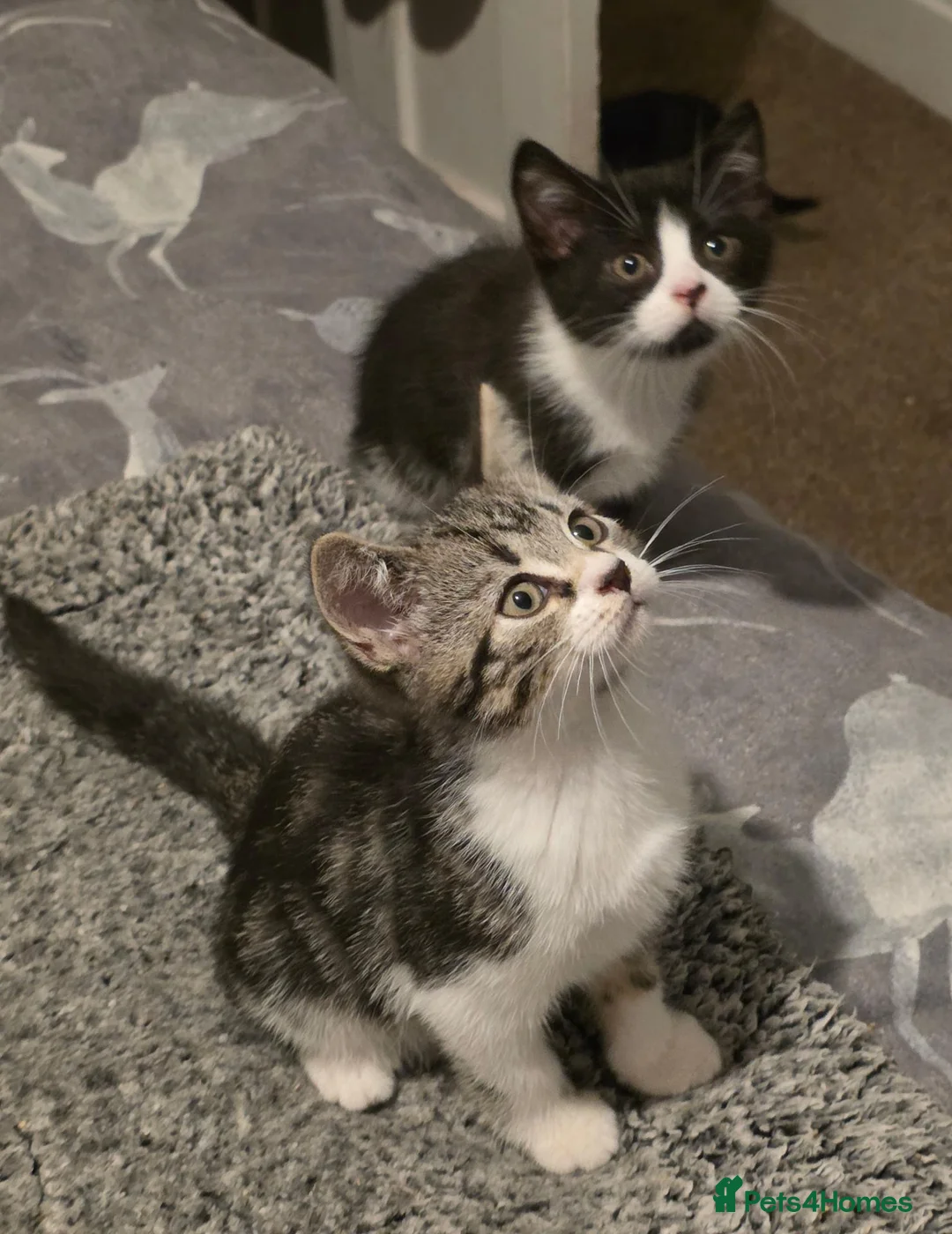 Mixed Breed cats for sale: Beautiful Mixed British Shorthair Kittens  🐾 - Advert 1