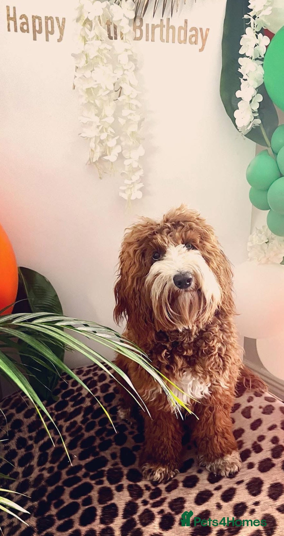 Australian Labradoodle dogs for sale: WALA Registered Australian Labradoodle Puppies - Advert 5