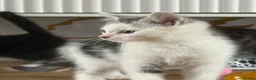 Mixed Breed cats for sale: 😺LOVELY KITTES Available for Collection Today!😺 - Advert 6