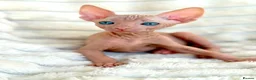Sphynx cats for sale: 🐾 Beautiful Sphynx Kittens – Raised With Love 🐾 - Advert 5