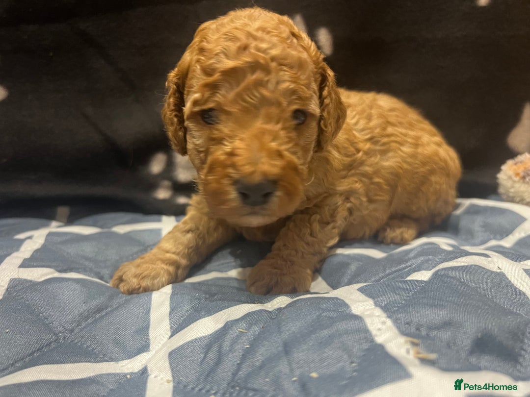 Cockapoo dogs for sale: Ready Monday 2 Cockapoo females  - Advert 24