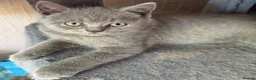 British Shorthair cats for sale: British shorthair kittens  - Advert 8