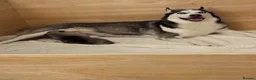 Siberian Husky dogs for sale: Female Siberian husky puppy for sale in Dalkeith - Advert 4