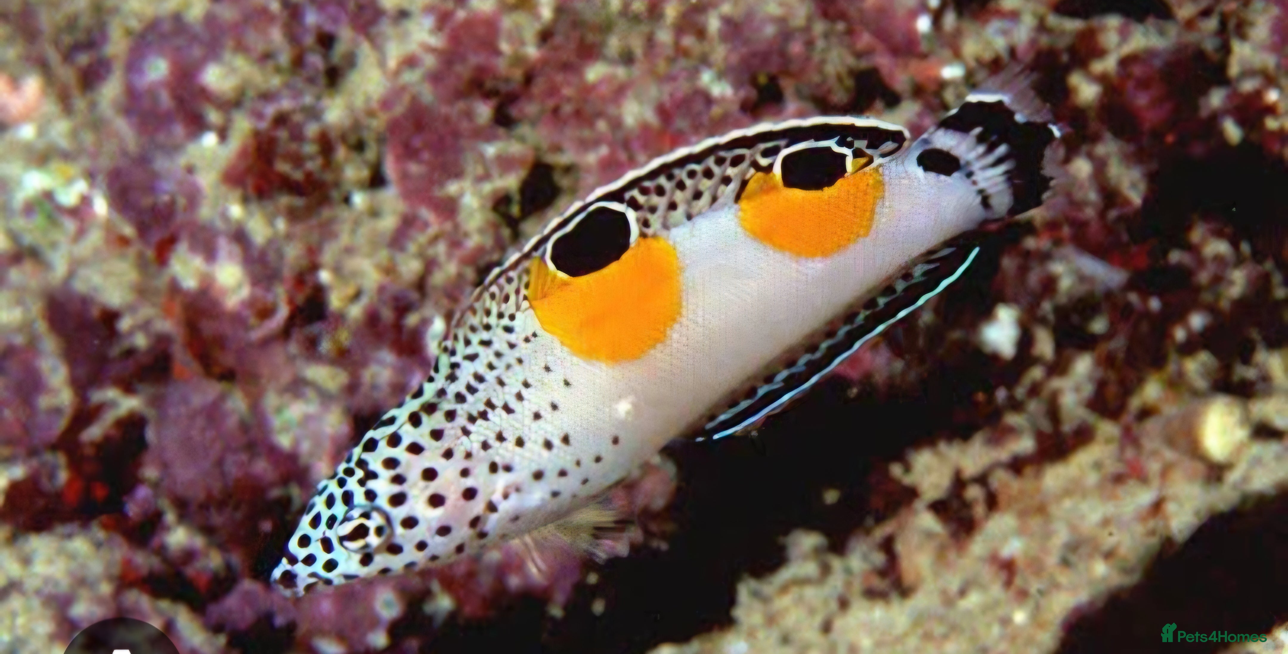 Other/Mixed Breed fish Twinspot Wrasse, Juvenile  - Advert 9