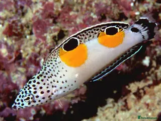 Other/Mixed Breed fish Twinspot Wrasse, Juvenile - Advert 1