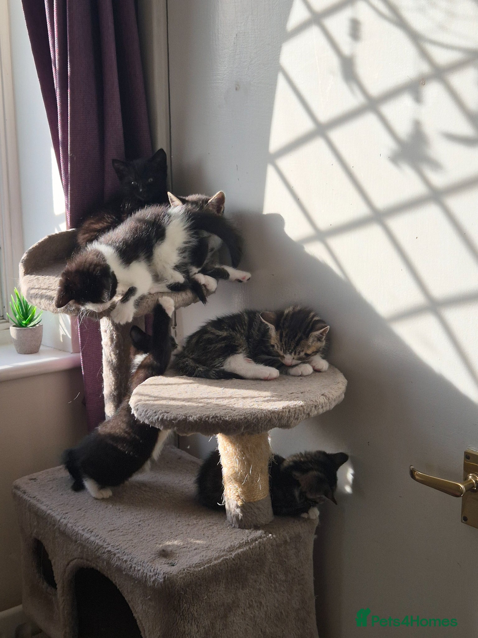British Shorthair cats for sale: X2 mummys with kittens in London - Advert 14