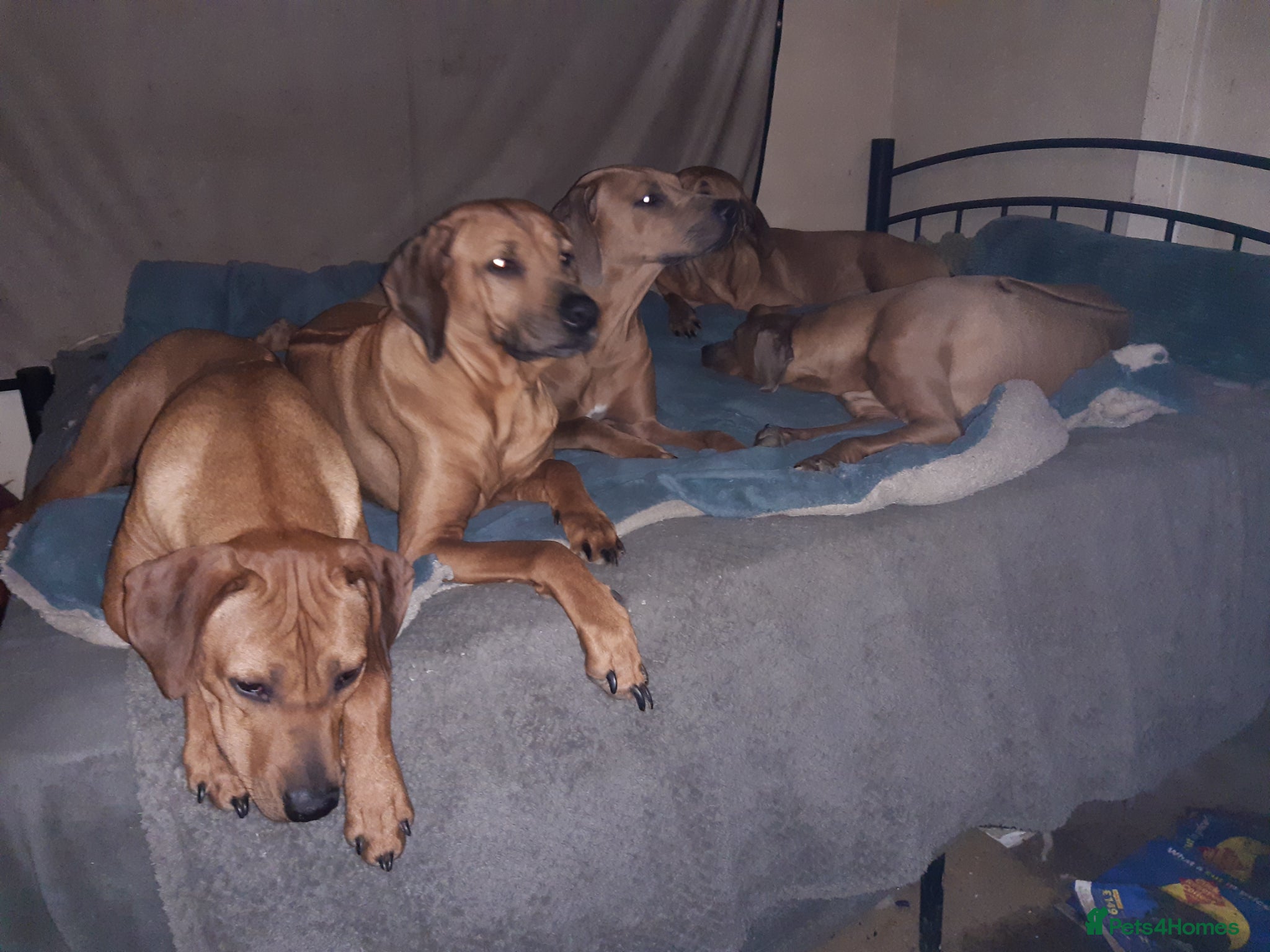 Rhodesian Ridgeback dogs for sale: 🦁RHODESIAN RIDGEBACKS PUPPIES🦁  in New Quay - Advert 5