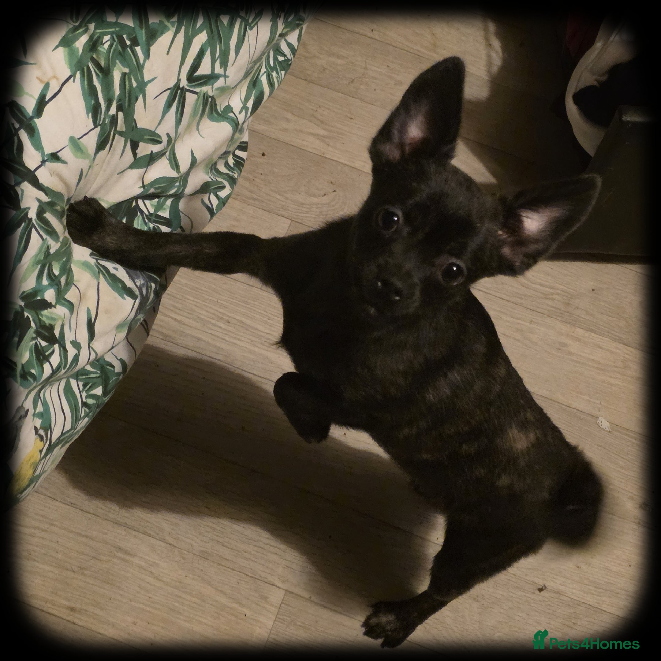 French Bulldog dogs ❤️⭐️ ONE Frenchie Pom GIRL LEFT ❤️⭐️ - Advert 19