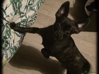 French Bulldog dogs ❤️⭐️ ONE Frenchie Pom GIRL LEFT ❤️⭐️ - Advert 19