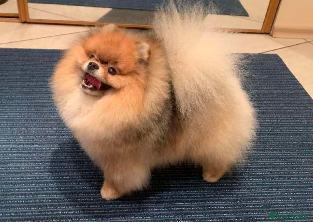 Pomeranian dogs for sale: Best Baby is looking for the most wonderful home  - Image 4
