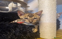 Bengal cats for sale: READY REDUCED TICA Genetic/Health Tested Bengals - Image 6