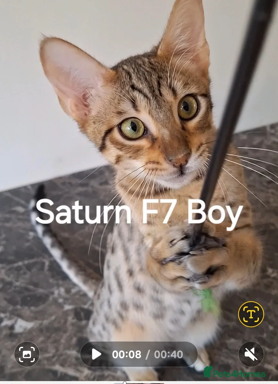 Savannah cats for sale: Savannah TICA SBTF7 HUGH BOY SATURN SPECIAL PET in Mexborough - Advert 2