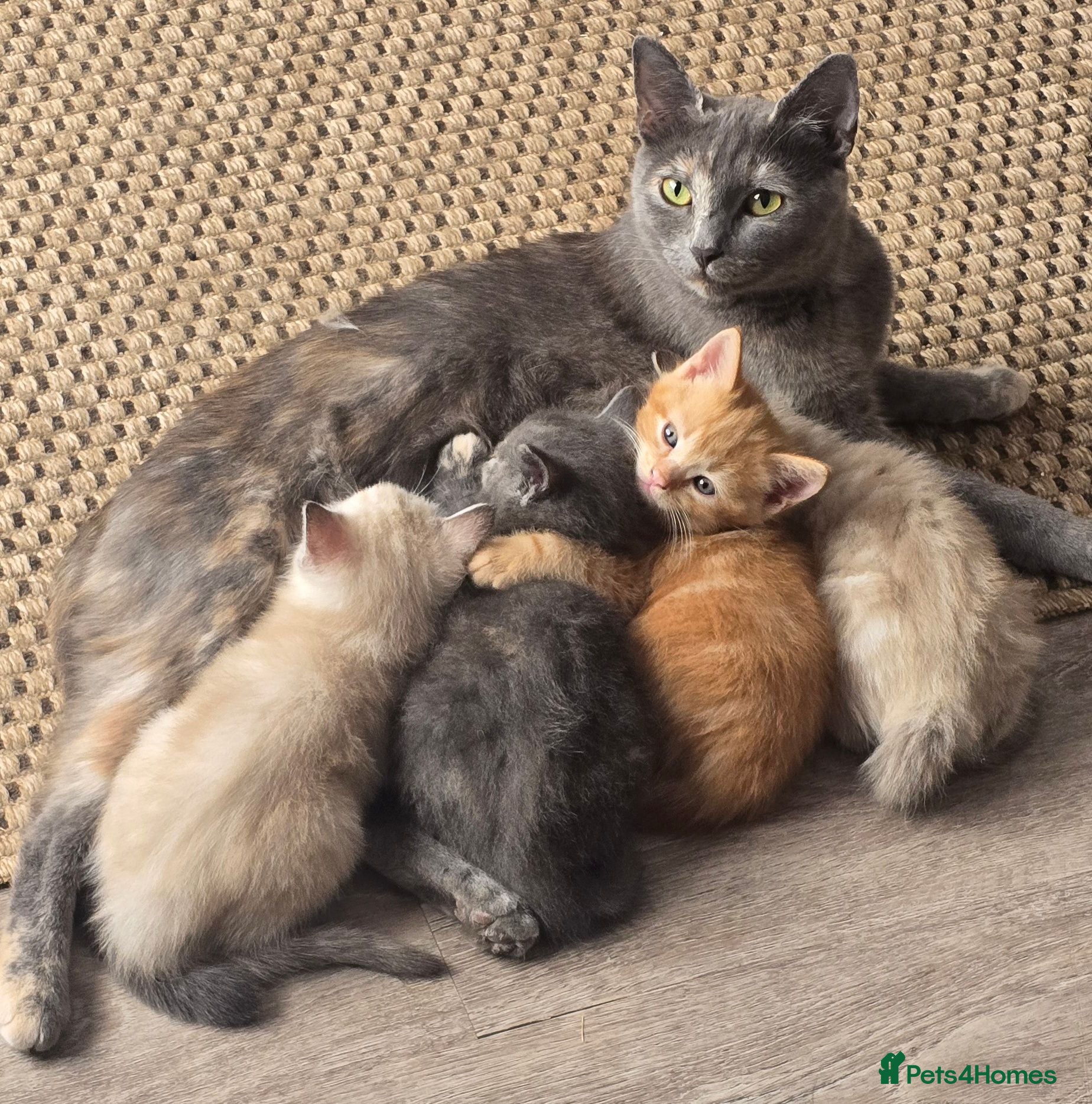 Mixed Breed cats BSH x Ragdoll - Advert 8