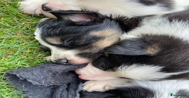 Border Collie dogs - Advert 15
