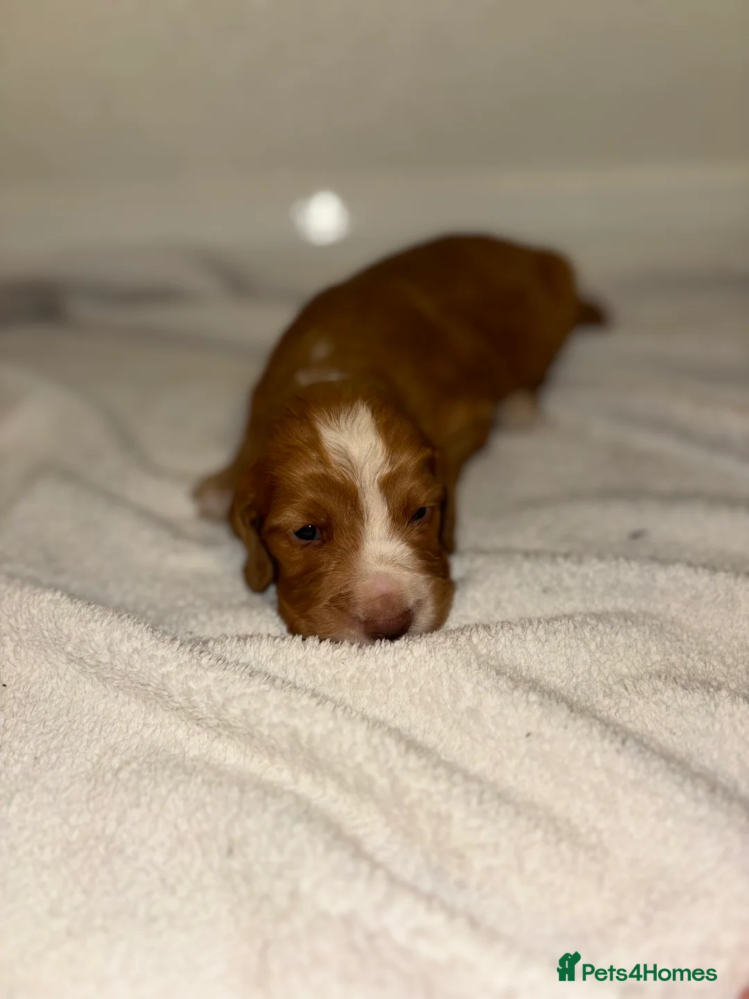 Cocker Spaniel dogs for sale: Working type cocker spaniel puppys - Advert 18