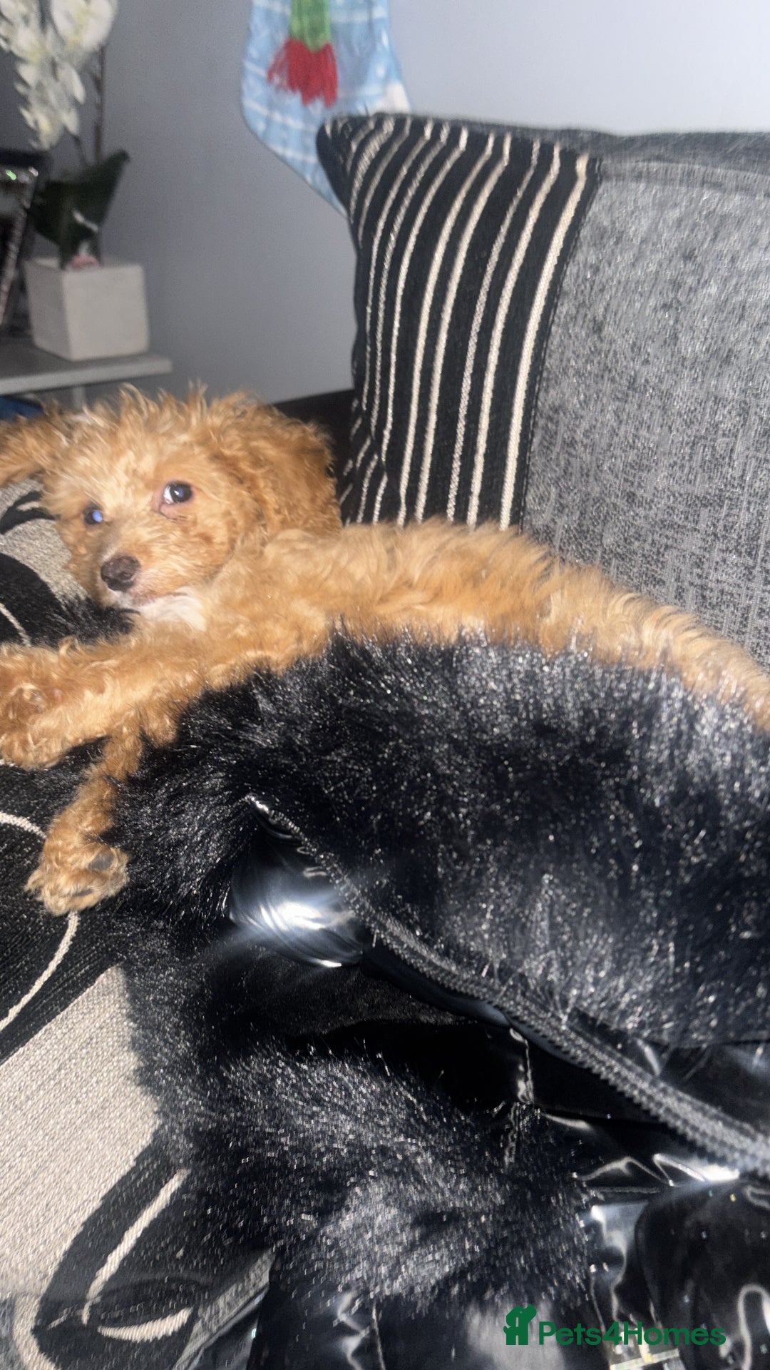 Cockapoo dogs for sale: mini cockapoo female  - Advert 4