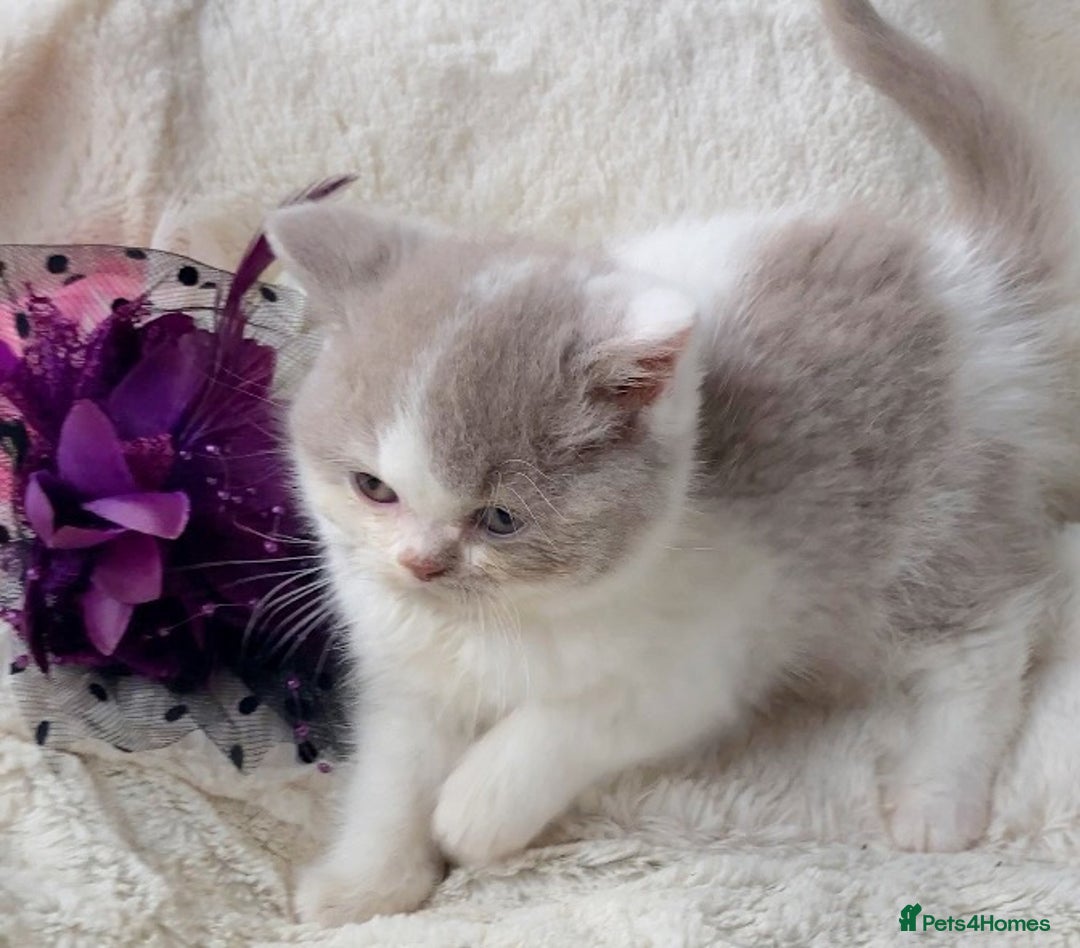 British Shorthair cats for sale: Gorgeous British Shorthairs TICA Registered - Advert 5