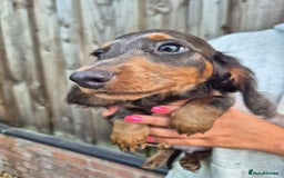 Miniature Dachshund dogs for sale: Miniature dachshund puppies  - Image 9