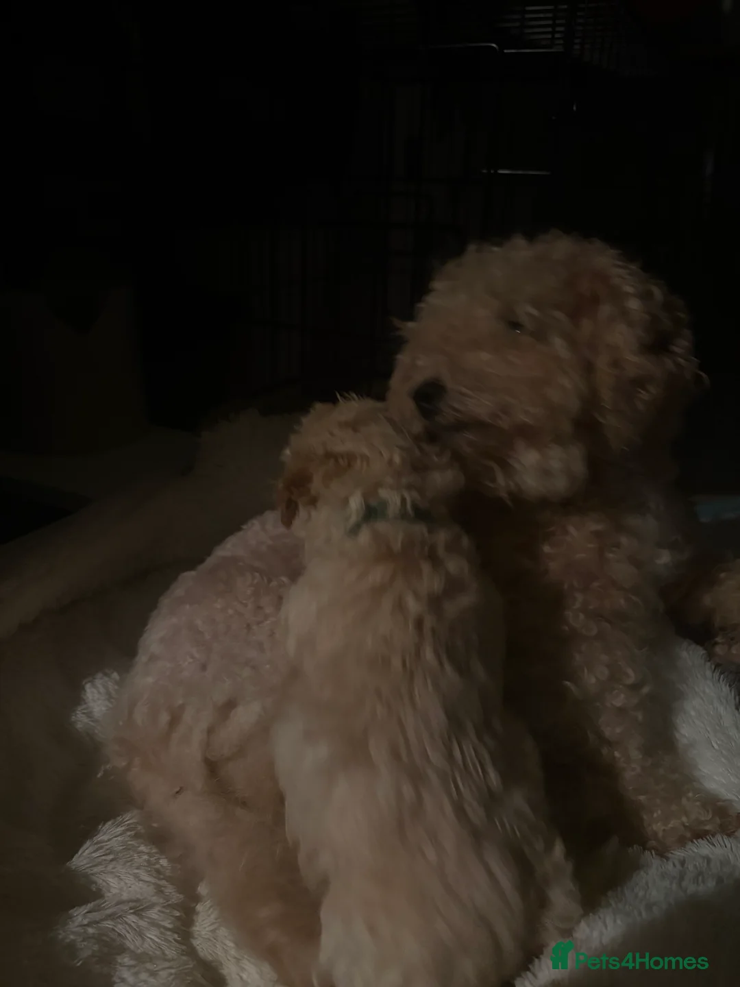 Jackapoo dogs for sale: Poodles 2 girls 1 boy  in Bangor - Advert 2