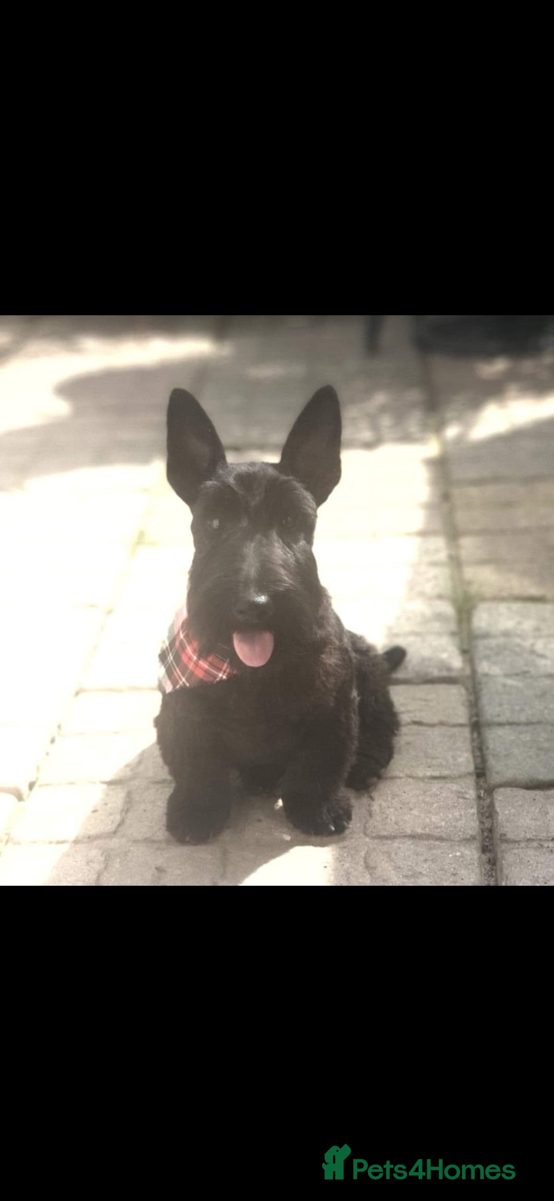 Scottish Terrier dogs for sale: Scottie girl - Advert 4