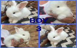 Angora rabbits for sale: 🩷  💙 Full Faced English Angora Babies  in Maidstone - Image 3