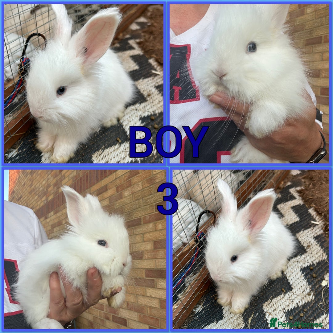 Angora rabbits for sale: 🩷  💙 Full Faced English Angora Babies  in Maidstone - Image 3