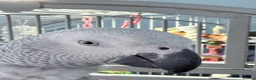Parrots birds for sale: African grey parrot cage stand and toys in London - Advert 1