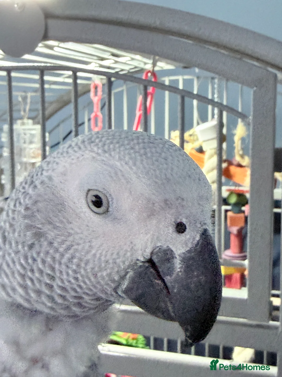 Parrots birds for sale: African grey parrot cage stand and toys in London - Advert 1