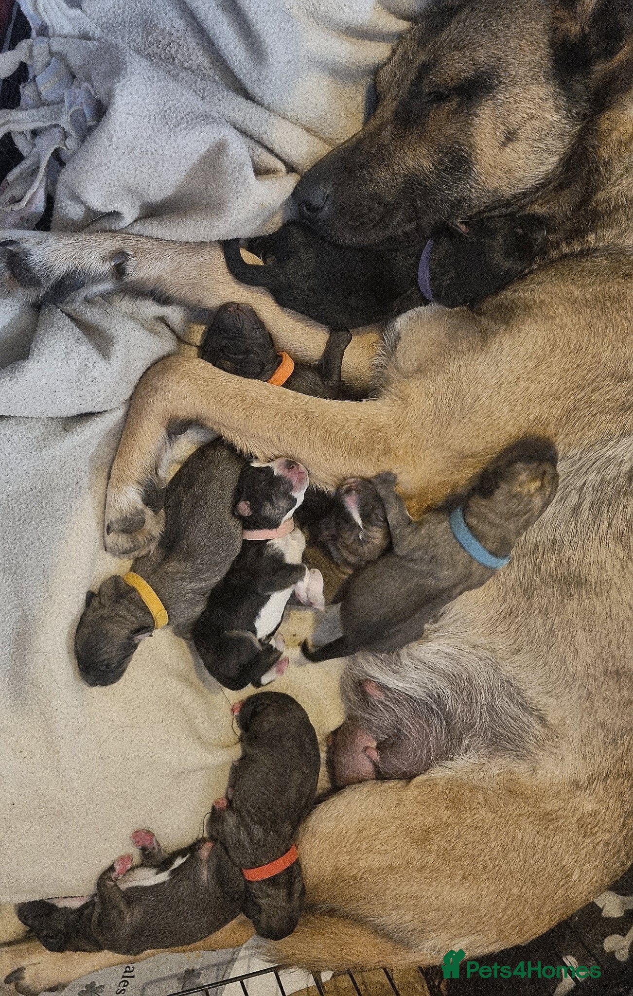 Mixed Breed dogs Kangal Mix Puppies - Advert 2