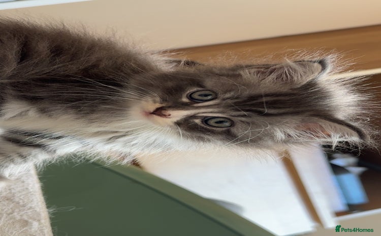 Maine Coon cats - Advert 10