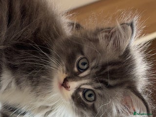 Maine Coon cats - Advert 32