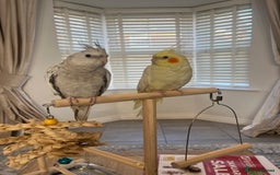 Cockatiels birds for sale: 2 female cockatiels - Advert 3