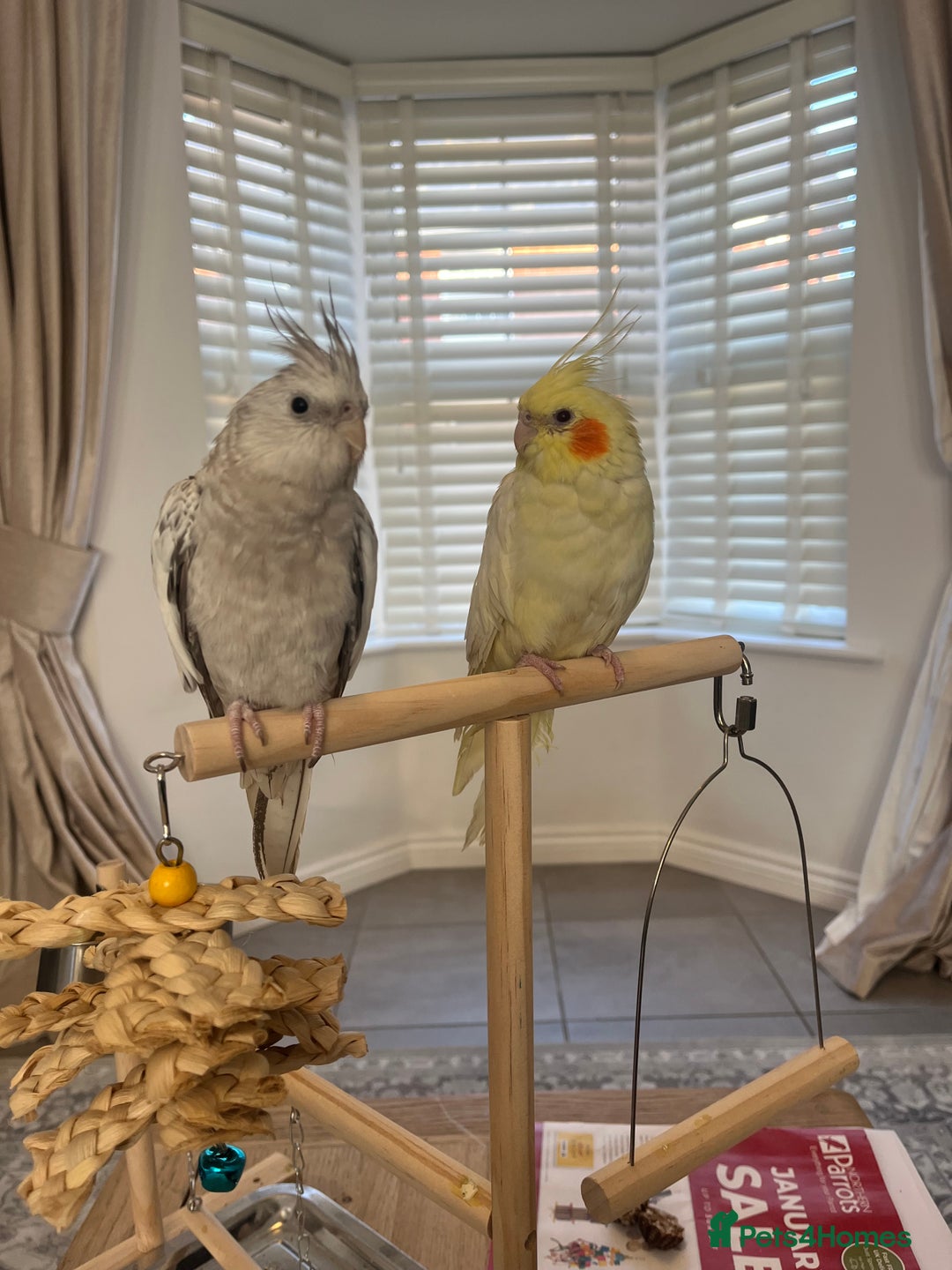 Cockatiels birds for sale: 2 female cockatiels - Advert 3