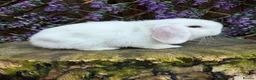 Mini Lop rabbits for sale: Mini lop siblings Ready now  - Advert 9