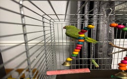 Parakeets birds for sale: Parakeet - FREE - Image 2