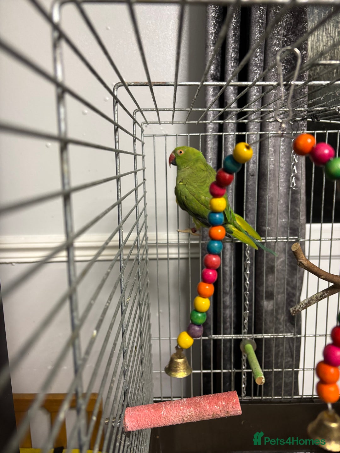 Parakeets birds for sale: Parakeet - FREE - Image 2