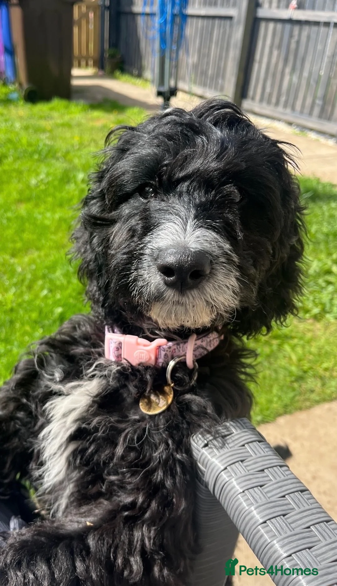 Cockapoo dogs for sale: Cockapoo puppy four months  - Advert 2