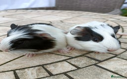 Guinea Pig rodents for sale: baby male guinea pigs various colours and types - Image 8